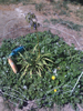 My Gallery: Image