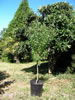 Harley's Gallery: Almond tree from Colleen & Wayne