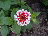 Harley's Gallery: Zinnias -- pink and white