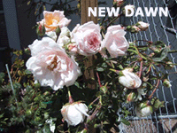 New Dawn Rose