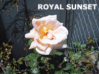 Royal Sunset Rose
